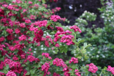 Crataegus laevigata 'Paul's Scarlet'- hloh obecný - kvetoucí věteve 1